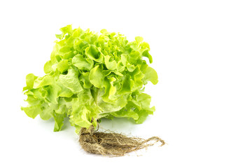 Fresh and green lettuce