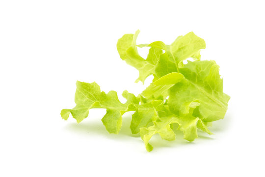 Fresh and green lettuce