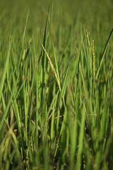 Rice spike in the paddy field