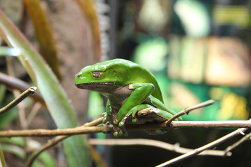 White's Dumpy Tree Frog (Litoria caerulea)