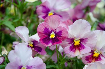 Colorful violet pansy flower