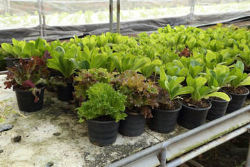 fresh butter head and green oak