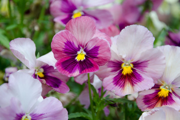 Colorful violet pansy flower