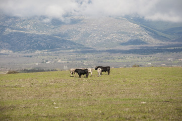 Herd of bulls in a field of Colmenar Viejo, Madrid, Spain