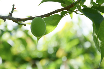 Green sweet peach fruits growing on a peach tree