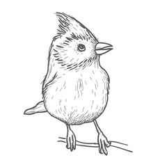 hand drawn bird illustration