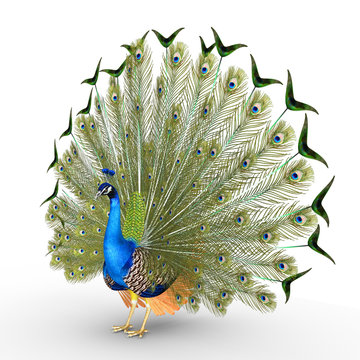 Fototapeta Peacock