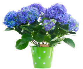 blue hortensia flowers
