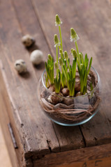Obraz premium White grape hyacinth flowers in a glass vase.