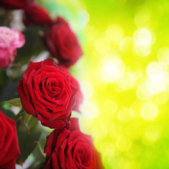 Fototapeta na wymiar Schöne Rose