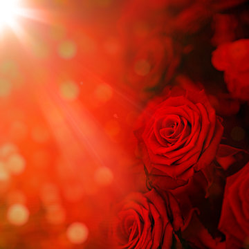 Schöne Rose © Thaut Images