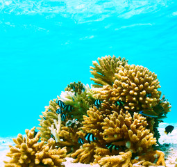 Coral reef at Maldives