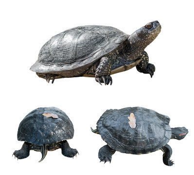 Set of turtles. turtles from different sides.