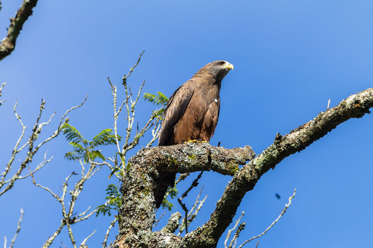 Bird Eagle