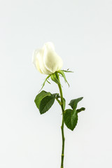 Obraz premium White rose .