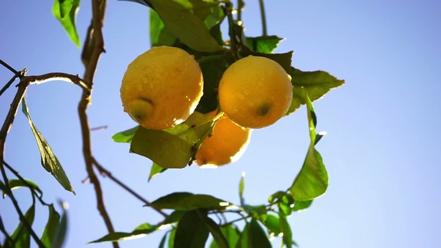 lemons on the branch