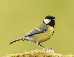 Ornitología europea