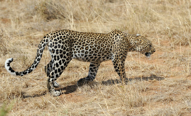Leopard