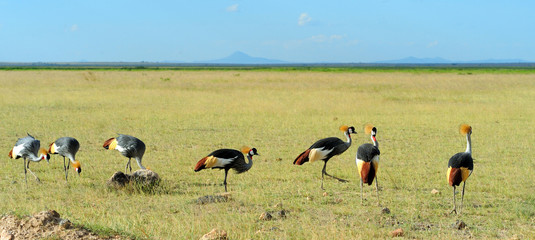Grey crowned crane