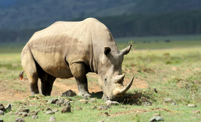 Obraz premium Rhino