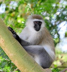 Vervet monkey