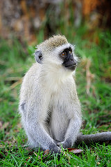 Naklejka premium Vervet monkey
