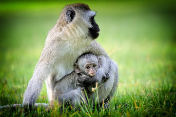 Vervet monkey