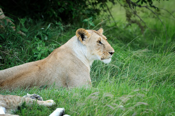 Lion in the grass of Masai Mara, Kenya
