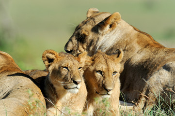 Lion in the grass of Masai Mara, Kenya