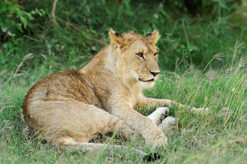 Naklejka na ściany i meble Lion in the grass of Masai Mara, Kenya