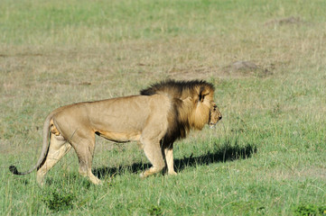 Lion in the grass of Masai Mara, Kenya