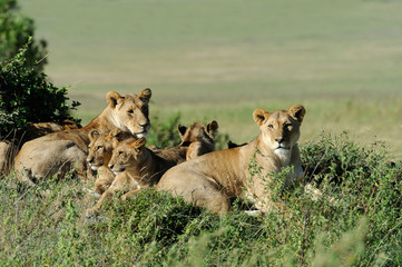 Fototapeta na wymiar Lion in the grass of Masai Mara, Kenya