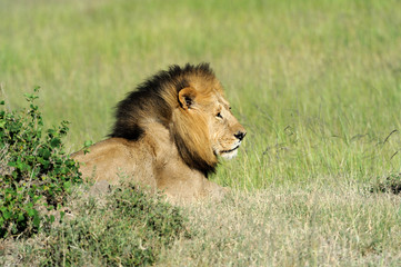 Lion in the grass of Masai Mara, Kenya