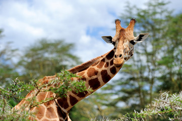 Giraffe