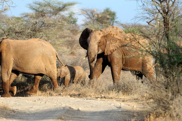 Fototapeta premium Elephant