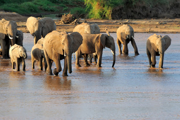 Fototapety  Słonie afrykańskie