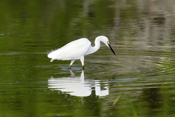 Obraz premium White egret
