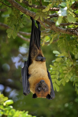 Flying fox