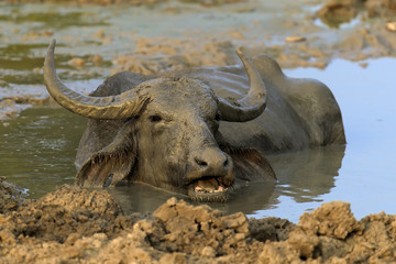 Obraz premium Water buffalo are bathing in a lake
