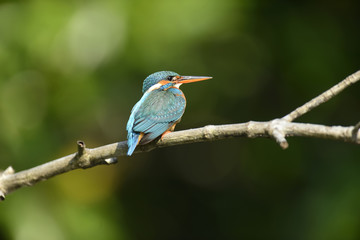 Blue Kingfisher bird