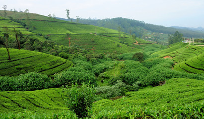 Obraz premium Tea plantation highlands