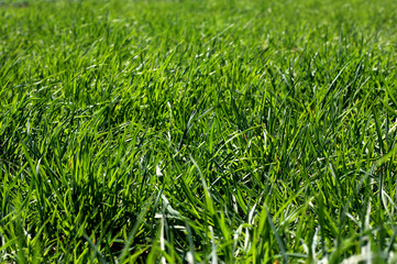 meadow overgrown with thick green grass