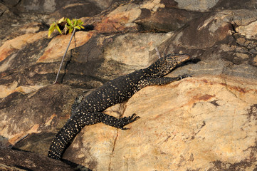 Monitor Lizard