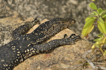 Monitor Lizard