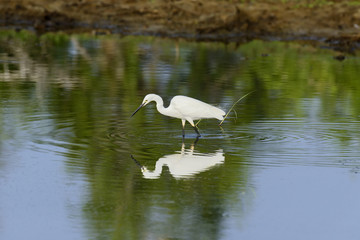 White egret