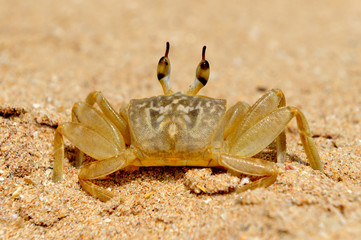 Marine crab on beach