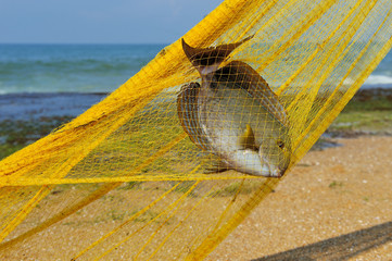 Fish in a fishing nets