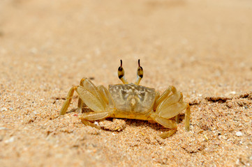 Marine crab on beach