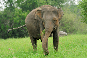 Obraz premium Elephants