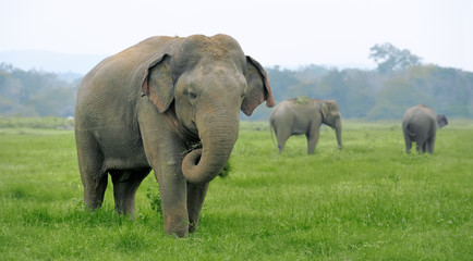 Elephants